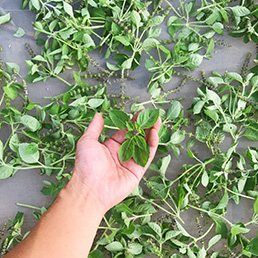 BASIL HOUSE株式会社